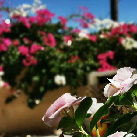 Petra Harmony Bed & Breakfast Wadi Musa Exterior foto