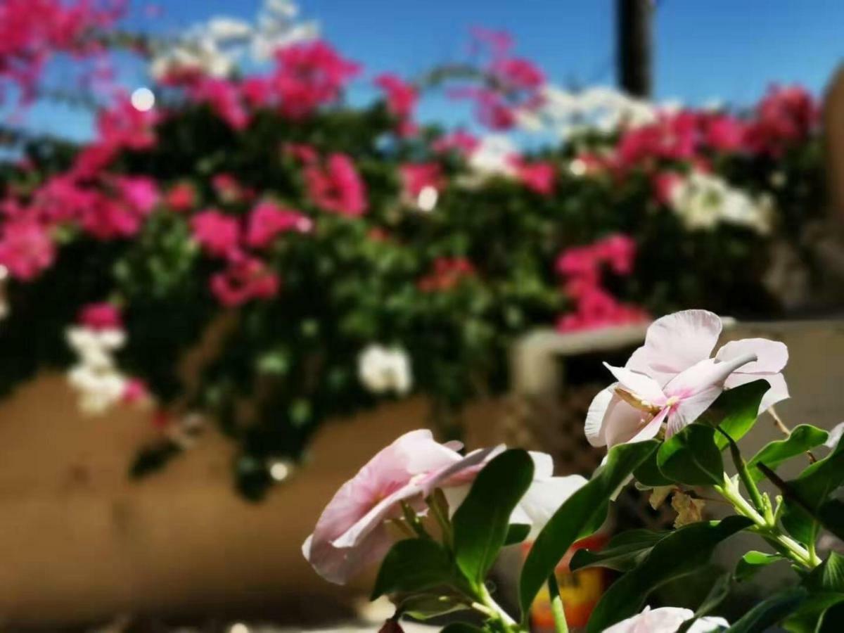Petra Harmony Bed & Breakfast Wadi Musa Exterior foto